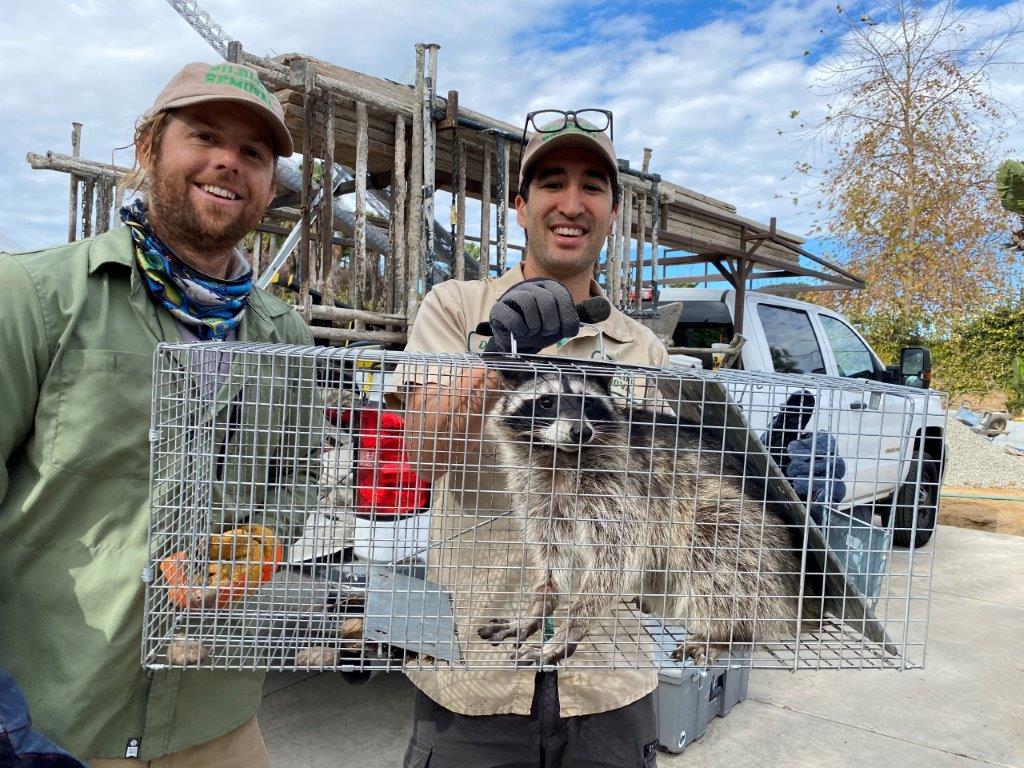 Bridgeport raccoon trapping